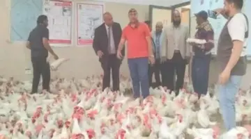 فراخ بياضة و30 بيضة بـ100 جنيه.. مدرسة الفرافرة الزراعية تعرض منتجاتها